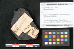 Foto (Objekt + Etikett) von Lepidodendron sp.  (NHMW-GEO-2024-0188-11026)